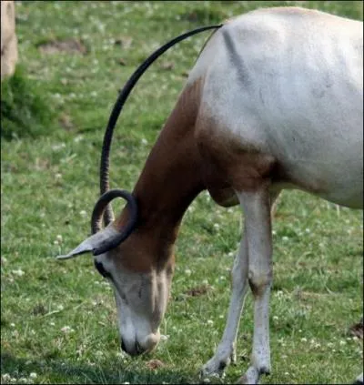 Quel est cet animal ?