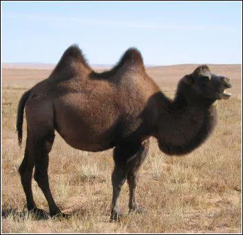 Quel est cet animal ?