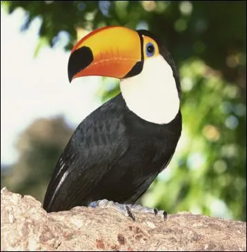 Quel est cet animal ?