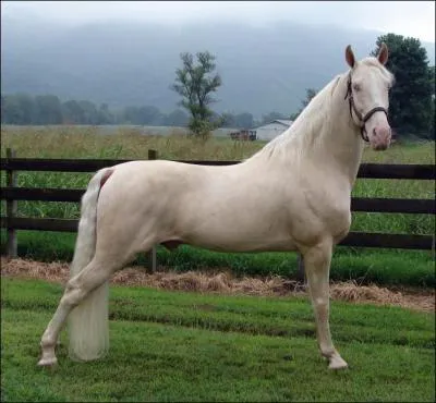 Quelle est cette race de cheval ?