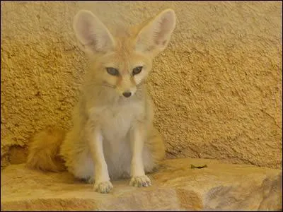 Comment s'appelle le petit du loup et du renard ?