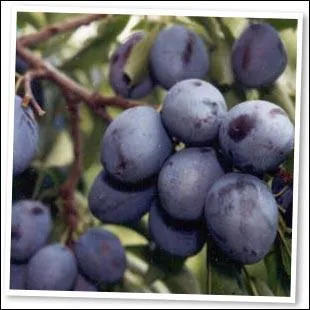 Quels sont ces fruits ?