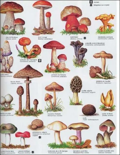 Quelle est la science qui tudie les champignons ?