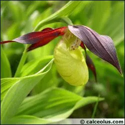 Quelle est cette fleur ?