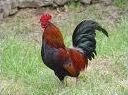Quiz Animaux
