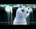 Dans quelle publicit pour un magasin Auto, pouvez-vous voir ce chat ?
