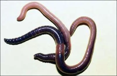 Dans mon jardin, j'ai trouv beaucoup de ... ... ... ... ... ... ... ... . . de terre.