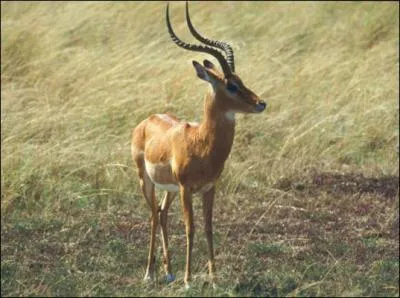 Quel est cet lgant animal ?