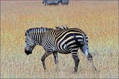 Quel est ce animal ?