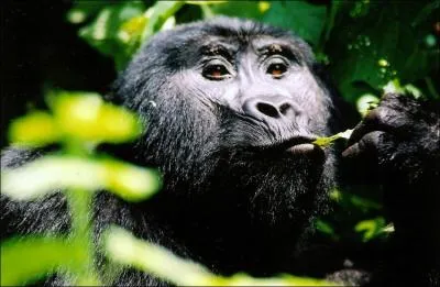 Comment se nomme ce singe ?