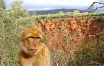 Quelle est cette variet de singe ?