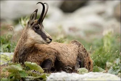 Comment s'appelle ce cervid ?