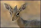 Comment se nomme cette antilope naine ?