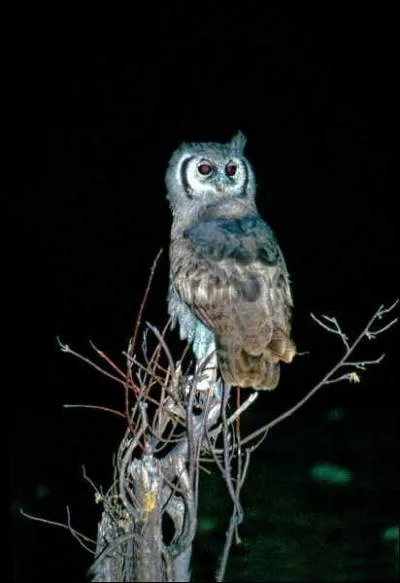 Comment s'appelle ce hibou ?