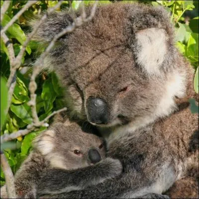 Quel est ce marsupial ?