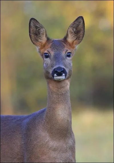 Quel est cet animal ?