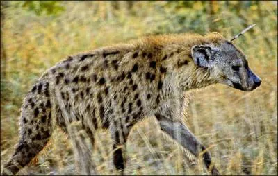 Comment se nomme cet animal ?