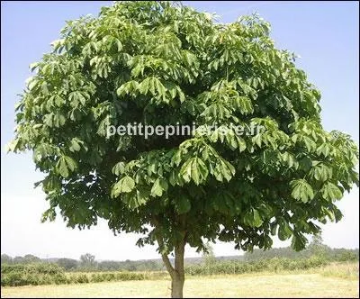 Quel est cet arbre ?