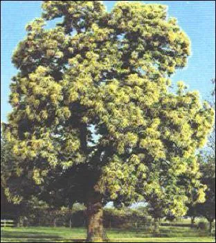 Quel est cet arbre ?