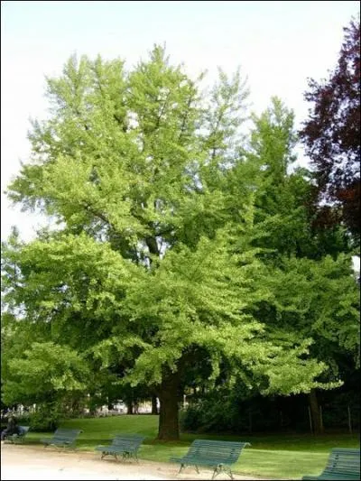 Quel est cet arbre ?