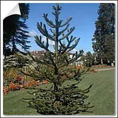 Quel est cet arbre ?