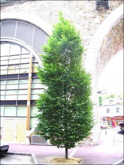 Quel est cet arbre ?