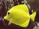 Quiz Animaux