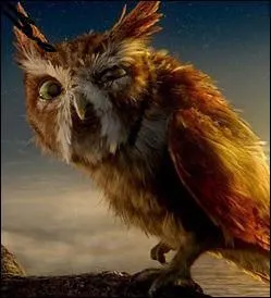 Quelle est cette chouette ?