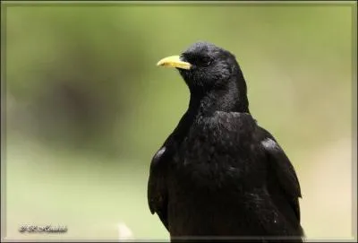 Quel est ce corvid ?