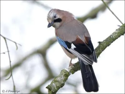 Comment s'appelle cet oiseau ?