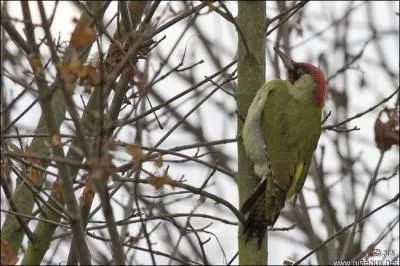 Quel est cet oiseau ?