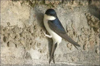 Quel est le nom de cet oiseau ?