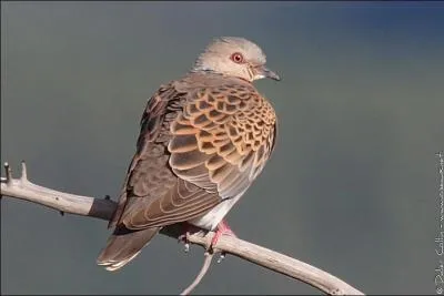 Quel est cet oiseau de la famille des Colombids ?
