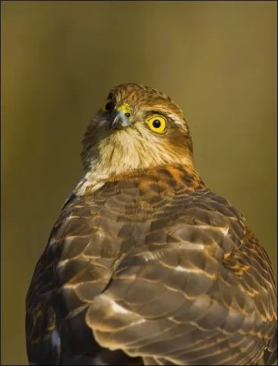 Quel est ce rapace ?
