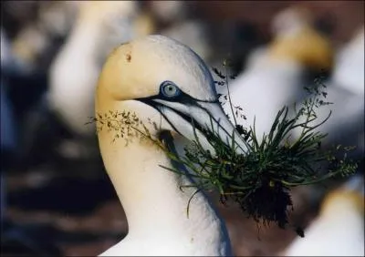 Quel est cet oiseau ?