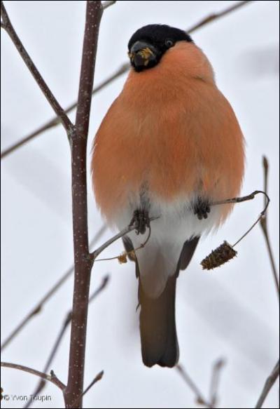 Comment se nomme cet oiseau ?