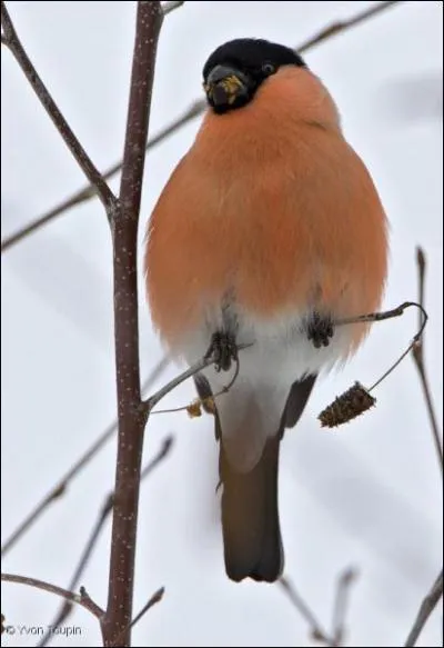Comment se nomme cet oiseau ?