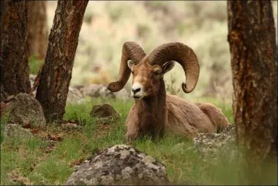 Quel est cet animal ?