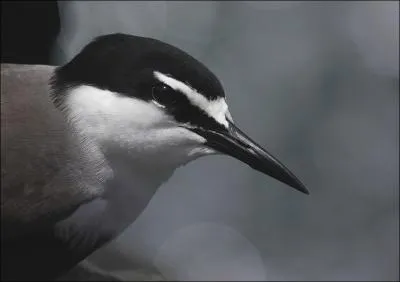 Quel est cet oiseau ?
