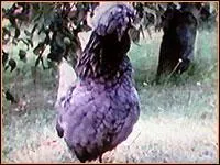 Vous souvenez-vous du nom de la poule ?