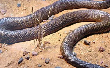 Quiz Serpents