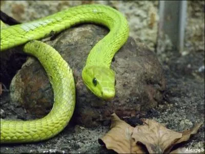 Quel est cet autre mamba ?