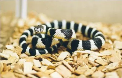 Quel est ce serpent ?