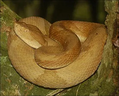 Quel est ce serpent ?