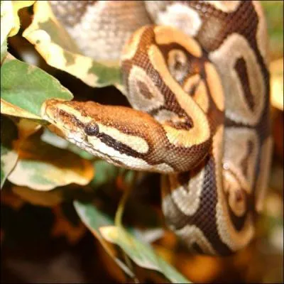 Quel est ce python ?