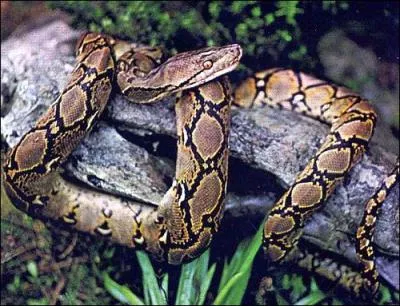 Quel est cet autre python ?