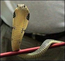 Quel est ce cobra ?