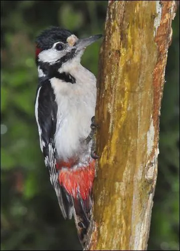 Quel est cet oiseau ?