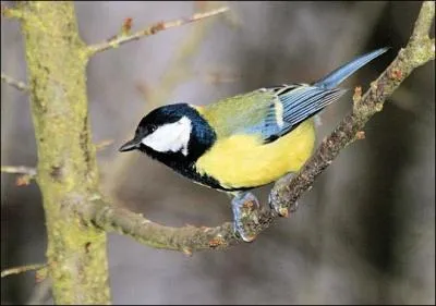 Quel est cet oiseau ?