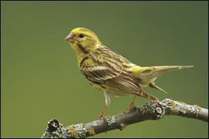 Quel est cet oiseau ?